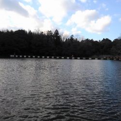 大安トラウトレイク 釣果